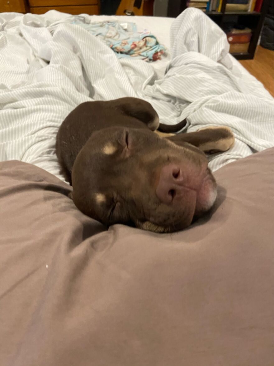 In My Room. Watching My Absolutely Perfect Pup Sleep Through His Dog Mom Being Creepy Af.