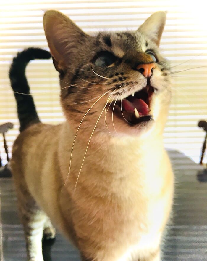 Tinxy The Lynx Point Siamese