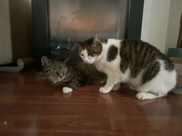 Bonnie & Clyde, They’ll Be 17 This Summer 🥰