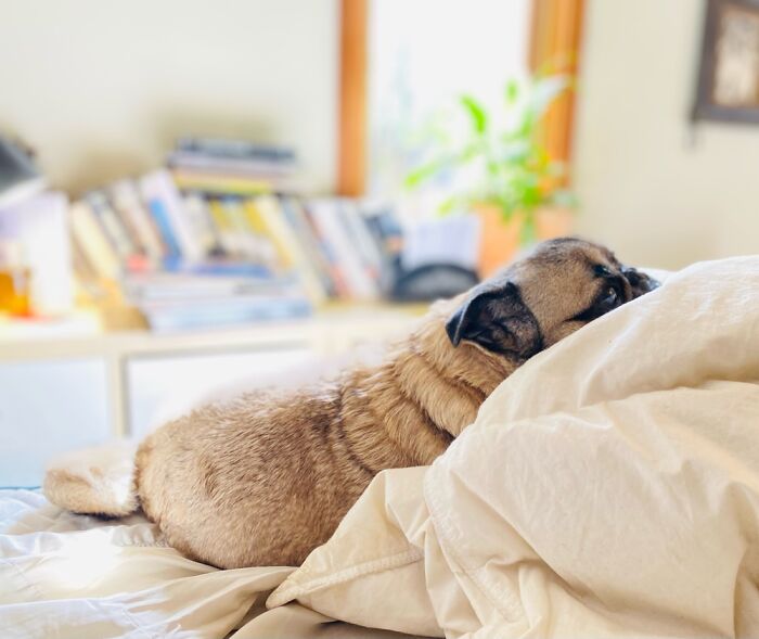 Glynda Taking A Respite From Being Best Pug