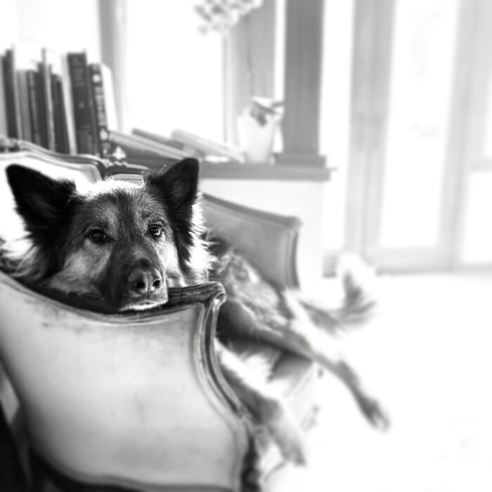 Kirk Being Good Wolf 🐺