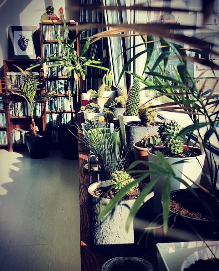 Couldn’t Find A Single Plant So Here Are... More.