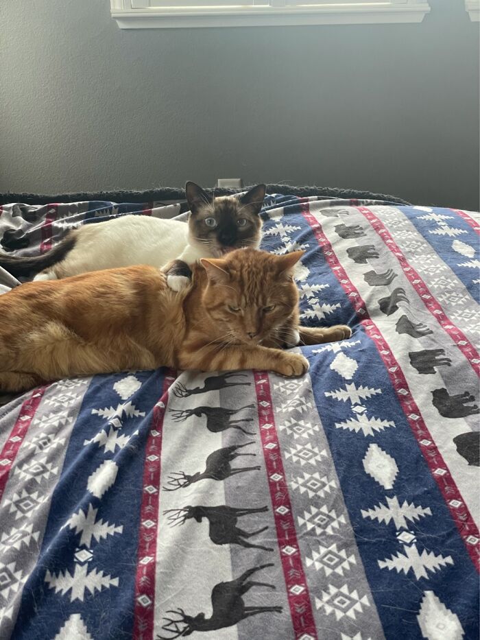 Our Snowshoe Mando Loves His Big Brother Solo. Sadly, I Don’t Think Solo Shares The Sentiment