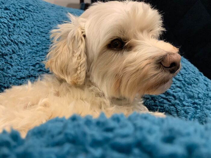 Murphy. 5 Year Old Maltese X Miniature Poodle