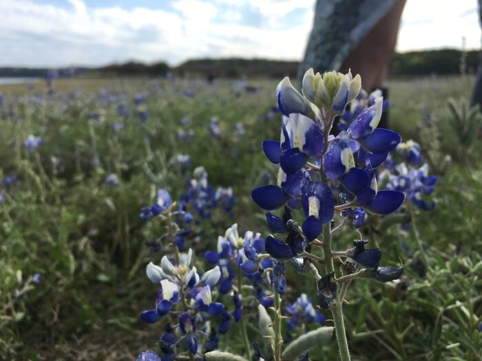 Texas Blubonnet