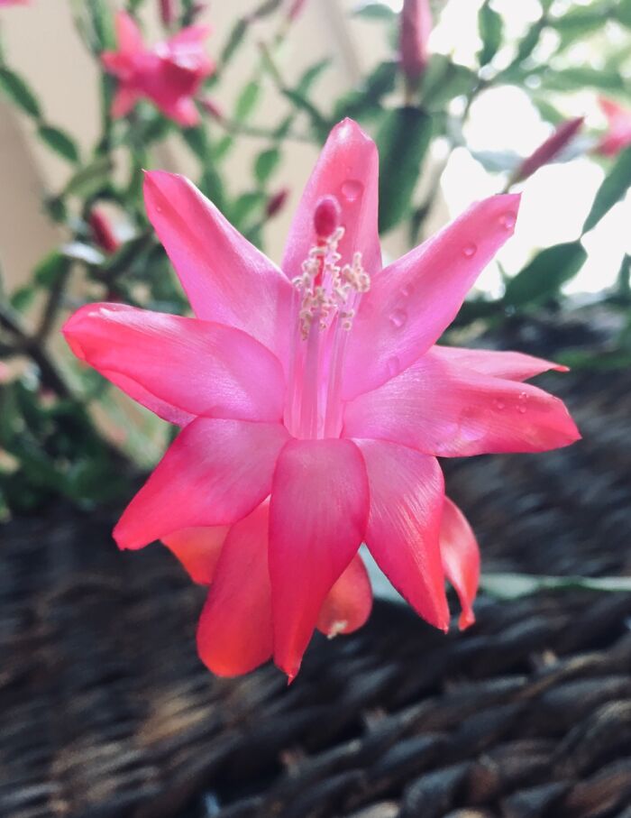 Christmas Cacti Bloom