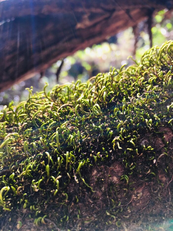 Moss On A Log