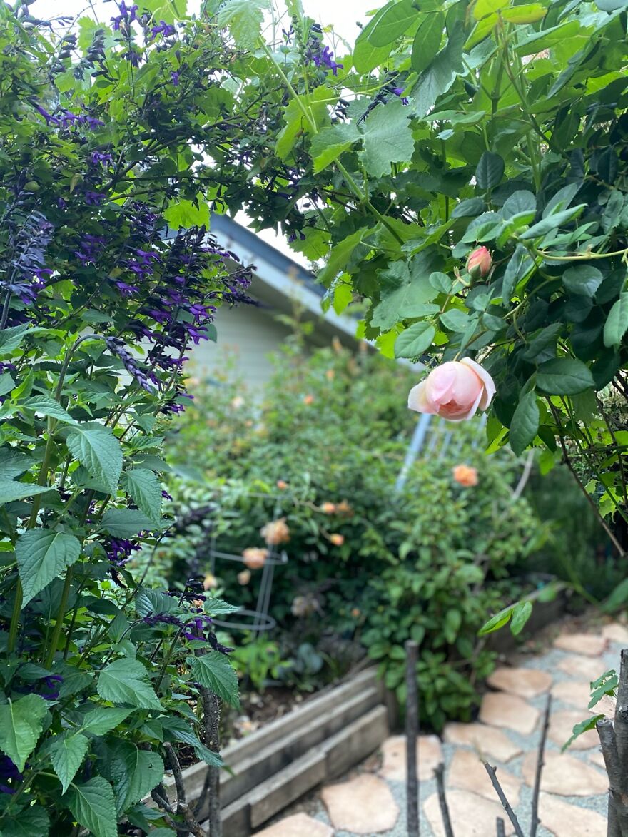 Backyard Took 7 Years For Perfect Witch Cottage