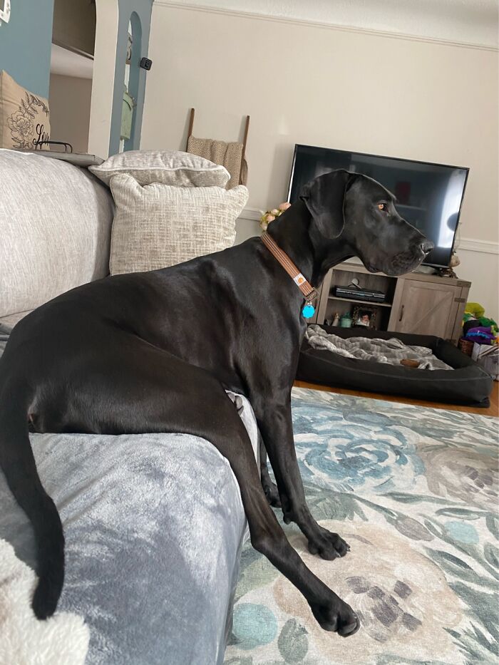 My Sweet Durpy Harrison❤️