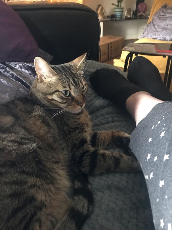 Sir Patrick Floofinton Age 3 He’s My Best Boo