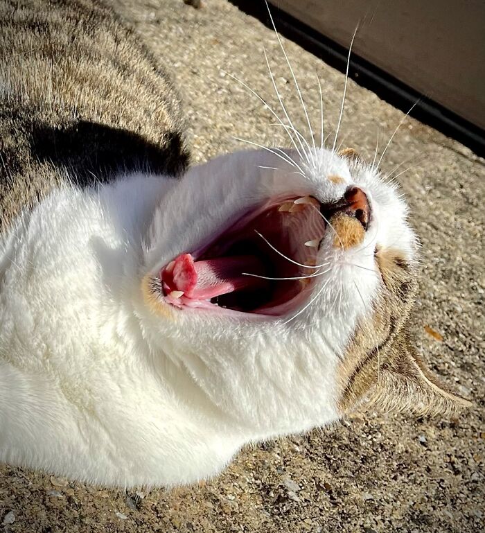 Hard Life.... That’s Mo 🐈