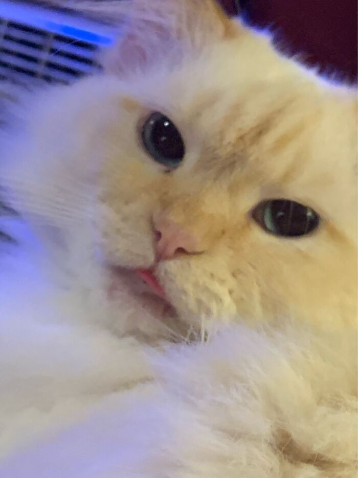 Elsa Blepping For The Camera.