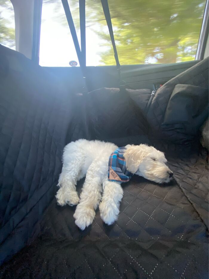 Car Rides Make Puppies Tired Also!
