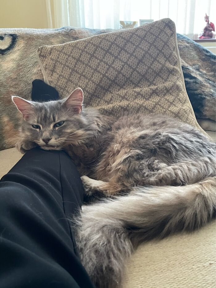 My Handsome Boy Simon. Who Wakes Me @ 6am But Clearly Doesn’t Like It When I Wake Him