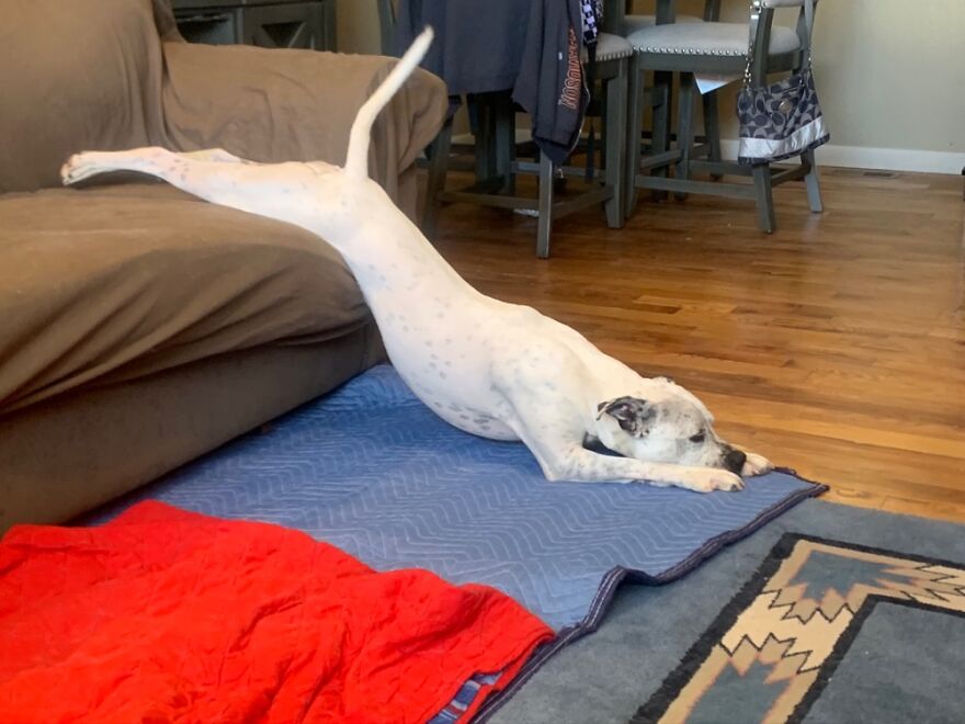 Downward Dog