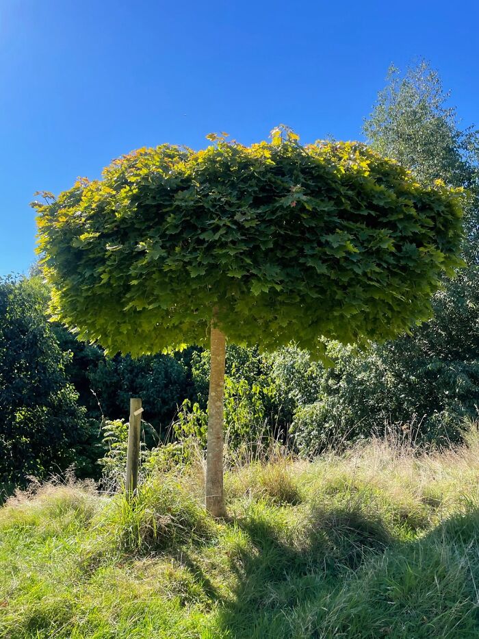 At The Guthrie Smith Arboritum At Tutira, Te Matau-O-Māui, Aotearoa.