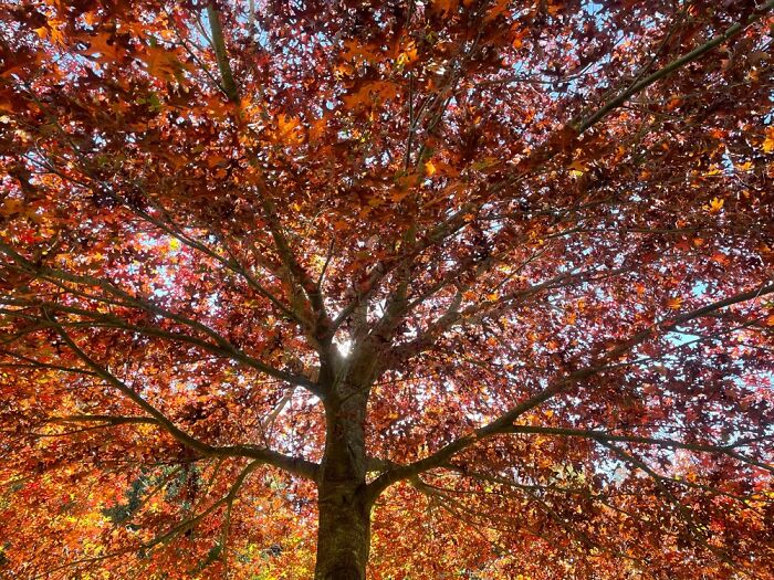 At The Guthrie Smith Arboritum At Tutira, Te Matau-O-Māui, Aotearoa.
