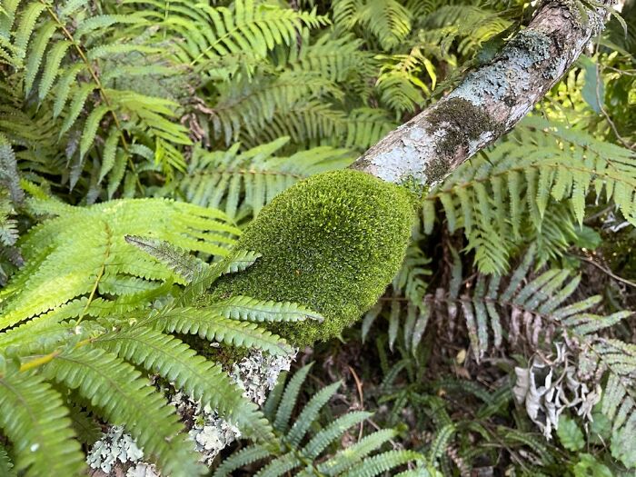 At The Opuahi Kiwi Crèche, Te Matau-O-Māui, Aotearoa.