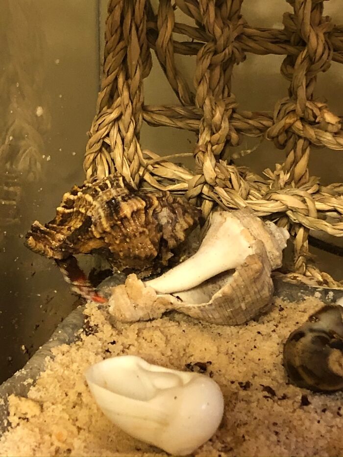 That My Hermit Crab (I Have 2 Others) They Are My Favorite Animal In Whole Wide World