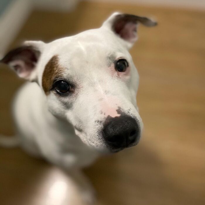 My Wonderful Saffron! She Gives Great Hugs, Is So Soft And Sweet, But Scared Of Her Own Shadow!