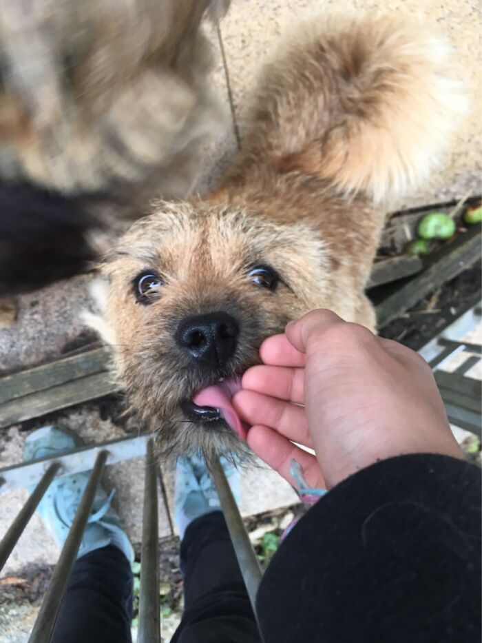 My Dog At My Grandparents, Meet Archie!