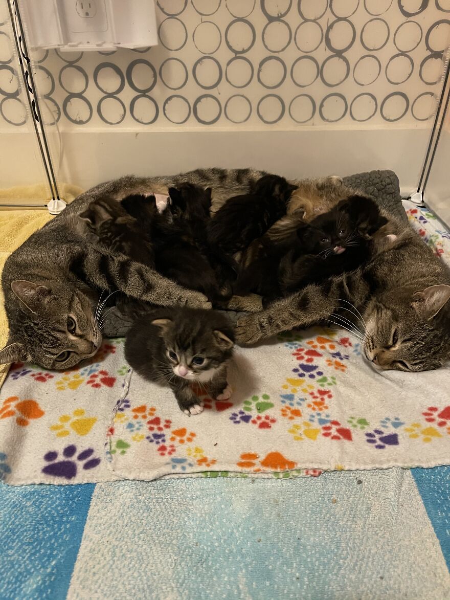 Meet Apricot, An Orphaned Chimera Kitten That Looks Like Two Different Cats Merged Into One Meet Apricot, An Orphaned Chimera Kitten That Looks Like Two Different Cats Merged Into One