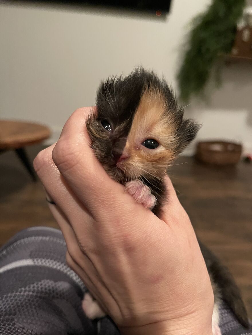 Meet Apricot, An Orphaned Chimera Kitten That Looks Like Two Different Cats Merged Into One Meet Apricot, An Orphaned Chimera Kitten That Looks Like Two Different Cats Merged Into One