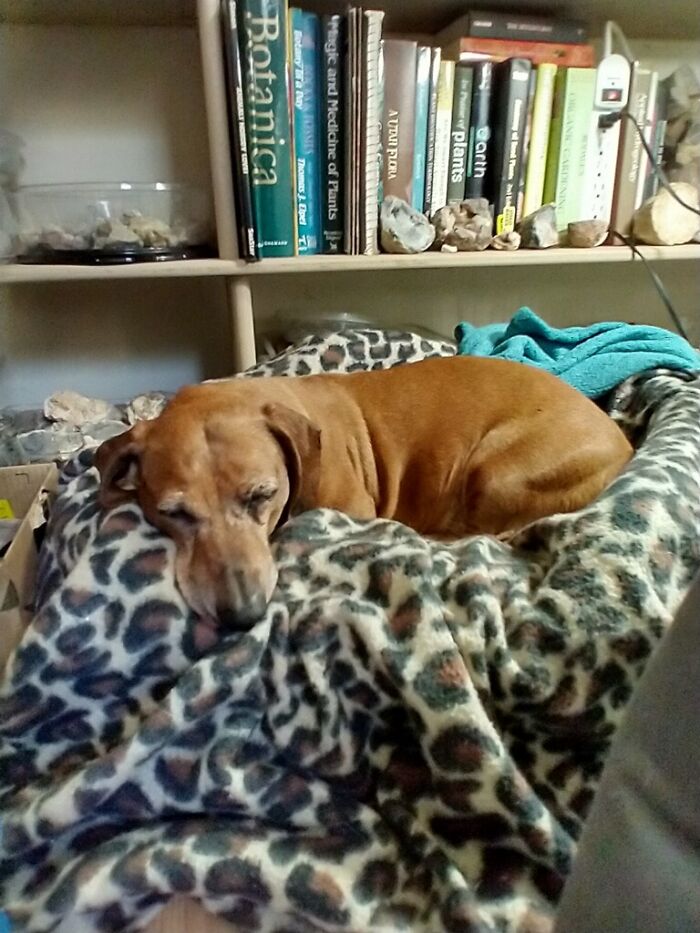 My 13 Year Old Buckeye