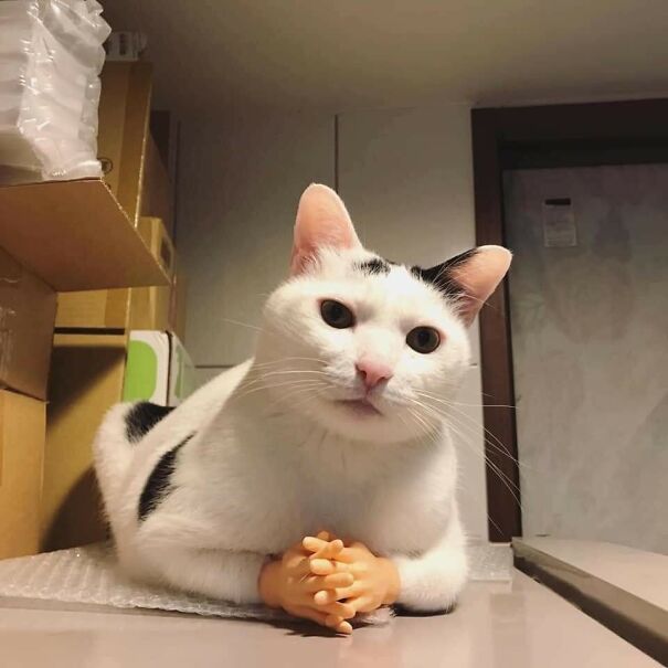 Important-Animal-Images-Funny-Pics