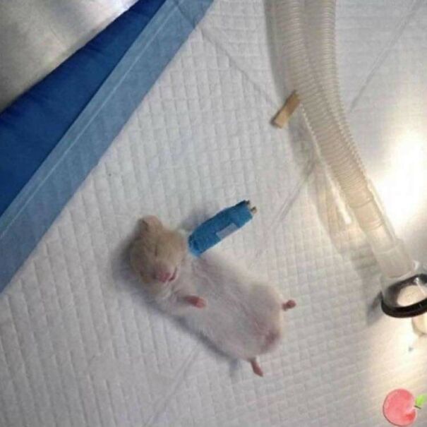 Important-Animal-Images-Funny-Pics