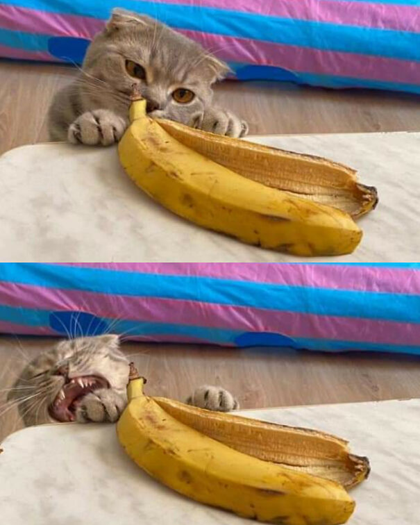 Important-Animal-Images-Funny-Pics