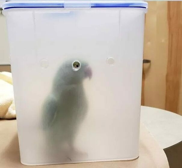 Important-Animal-Images-Funny-Pics