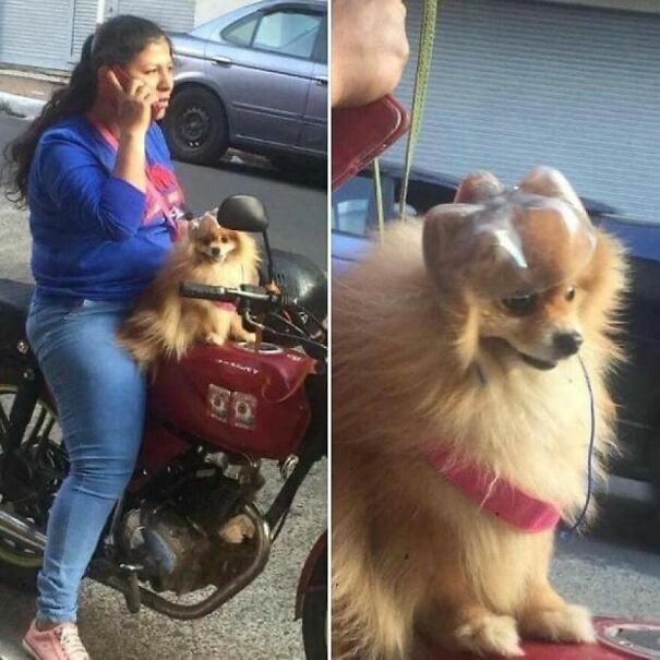 Important-Animal-Images-Funny-Pics