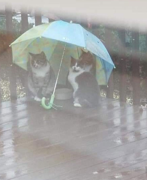 Important-Animal-Images-Funny-Pics