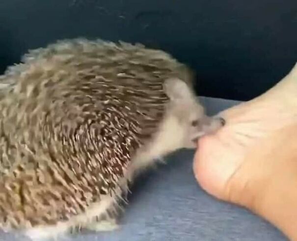 Important-Animal-Images-Funny-Pics