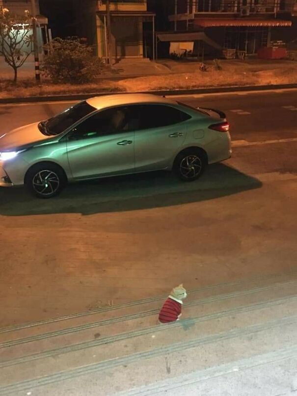 Important-Animal-Images-Funny-Pics