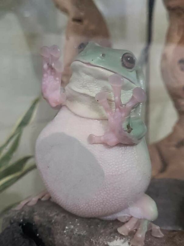 Important-Animal-Images-Funny-Pics