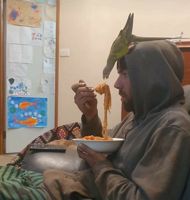 Important-Animal-Images-Funny-Pics