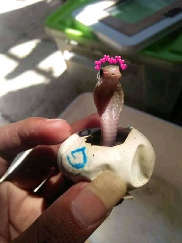 Important-Animal-Images-Funny-Pics