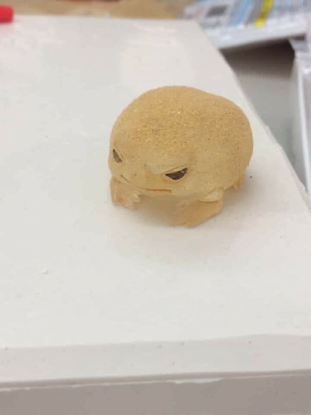 Important-Animal-Images-Funny-Pics