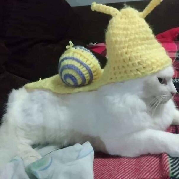 Important-Animal-Images-Funny-Pics