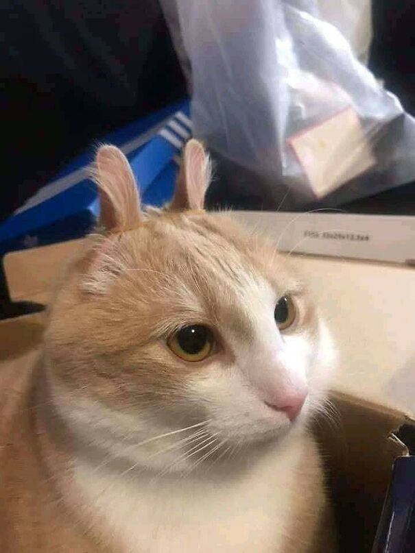 Important-Animal-Images-Funny-Pics