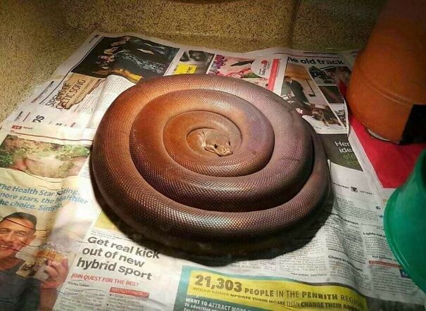 Important-Animal-Images-Funny-Pics