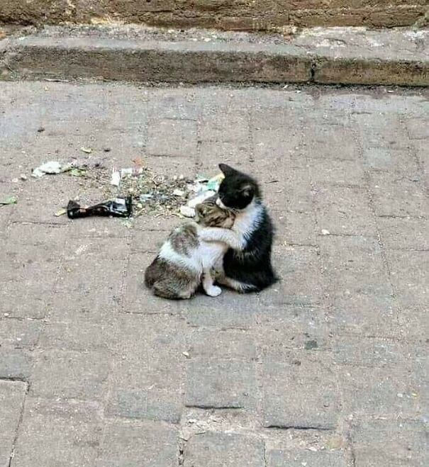 Important-Animal-Images-Funny-Pics