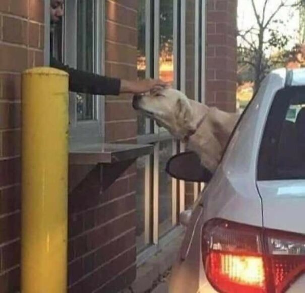 Important-Animal-Images-Funny-Pics