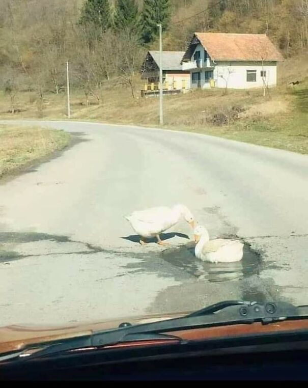 Important-Animal-Images-Funny-Pics