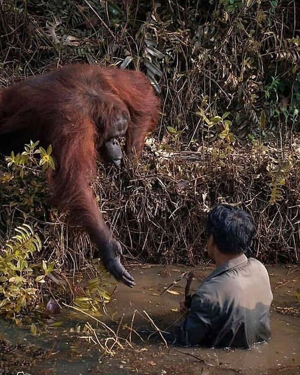 Important-Animal-Images-Funny-Pics