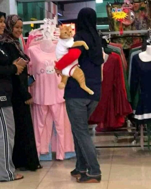 Important-Animal-Images-Funny-Pics