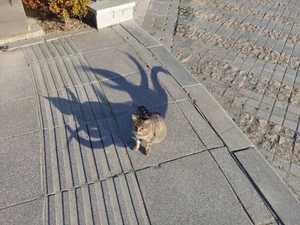 Important-Animal-Images-Funny-Pics