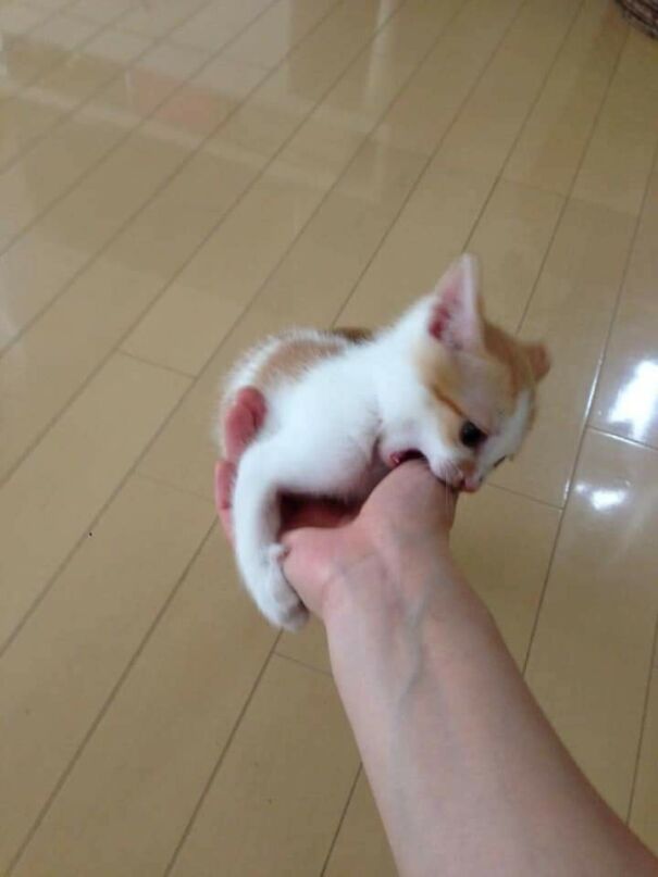 Important-Animal-Images-Funny-Pics